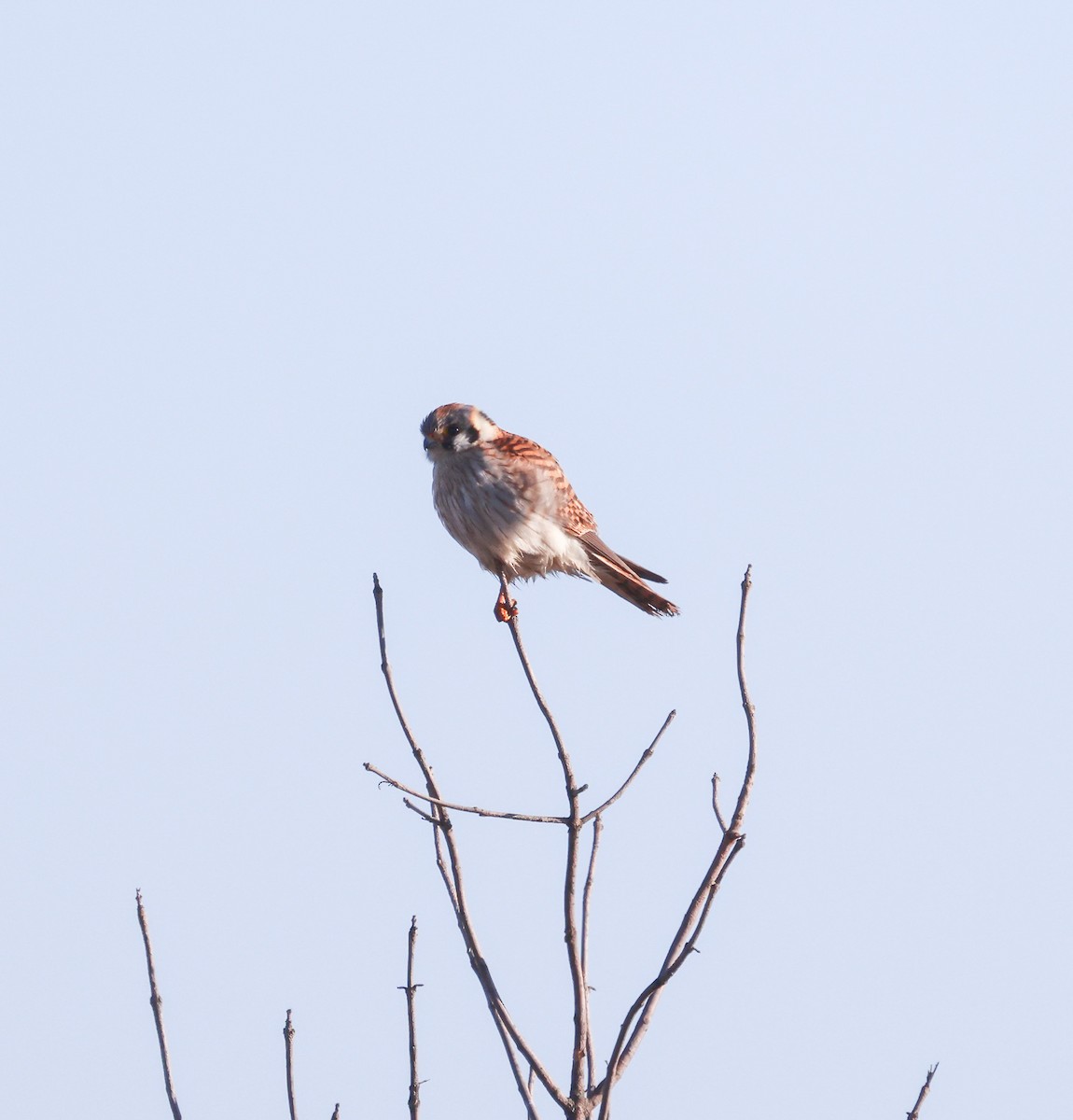 American Kestrel - ML616982592