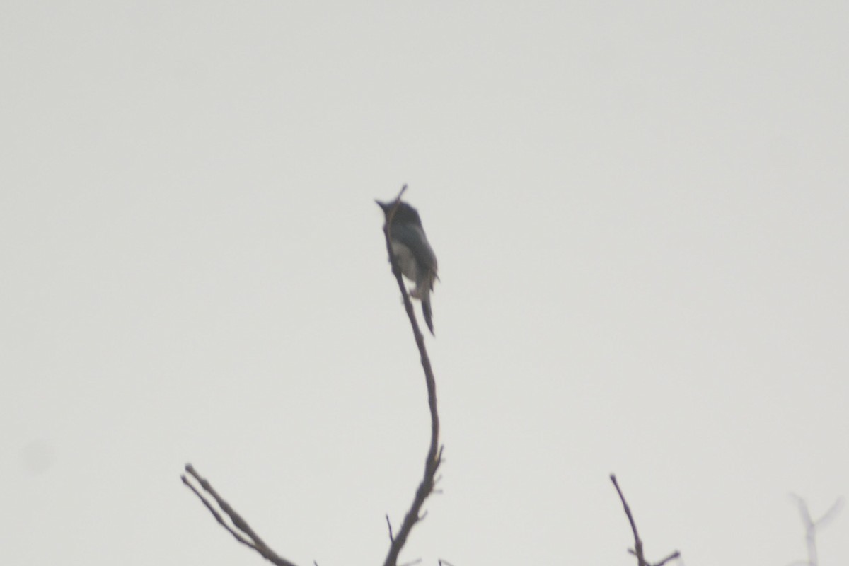 Drongo à ventre blanc - ML616982596