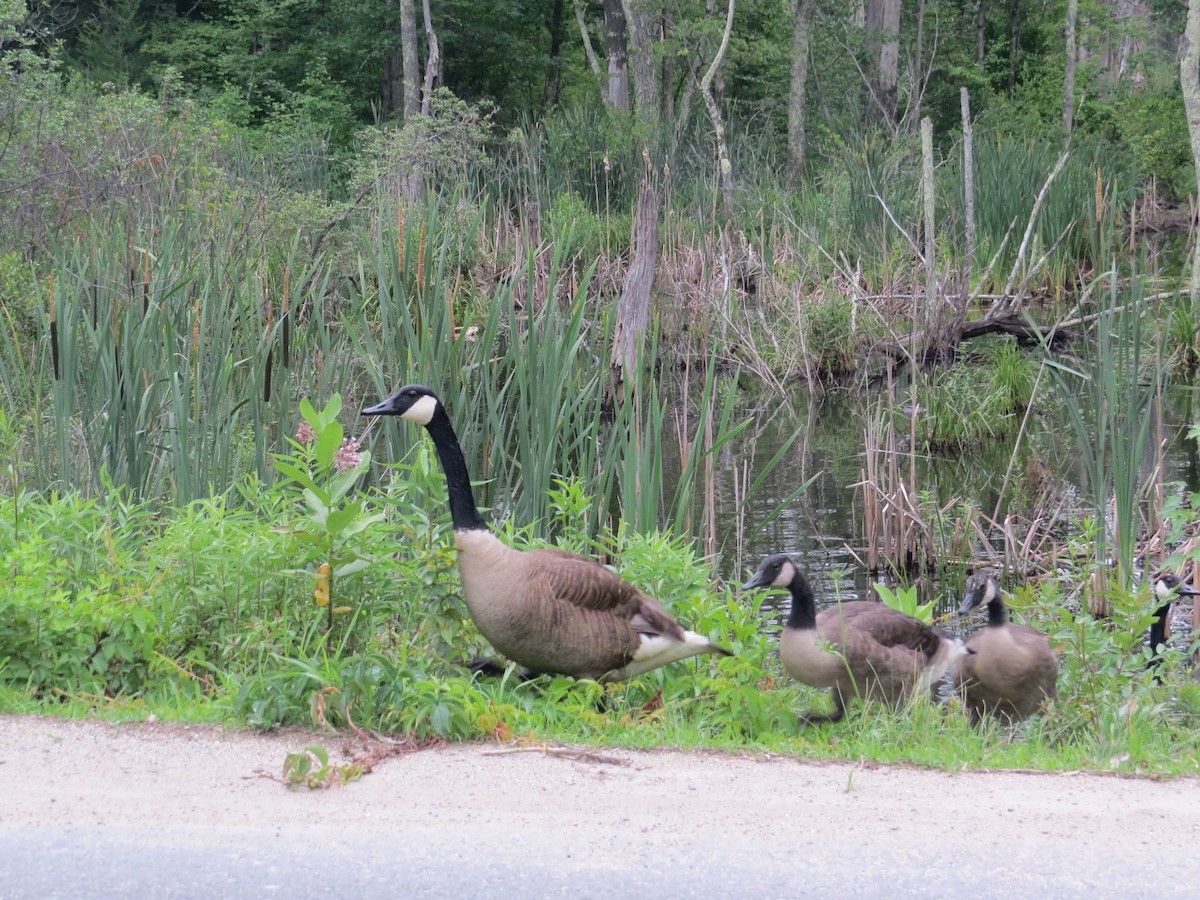 Canada Goose - ML616982605