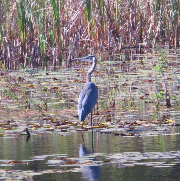 Great Blue Heron - ML616982623