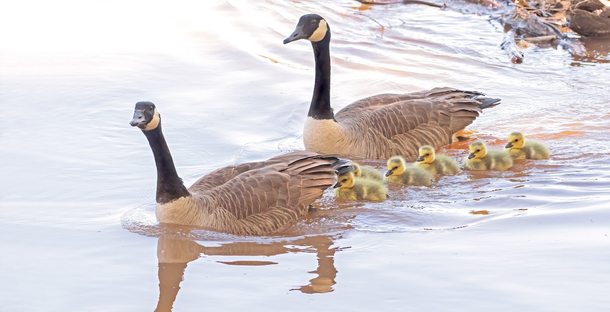 Canada Goose - ML616982652