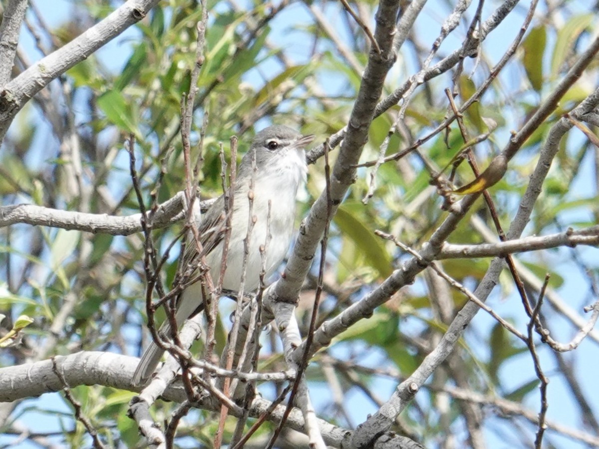 Bell's Vireo (Least) - ML616982660