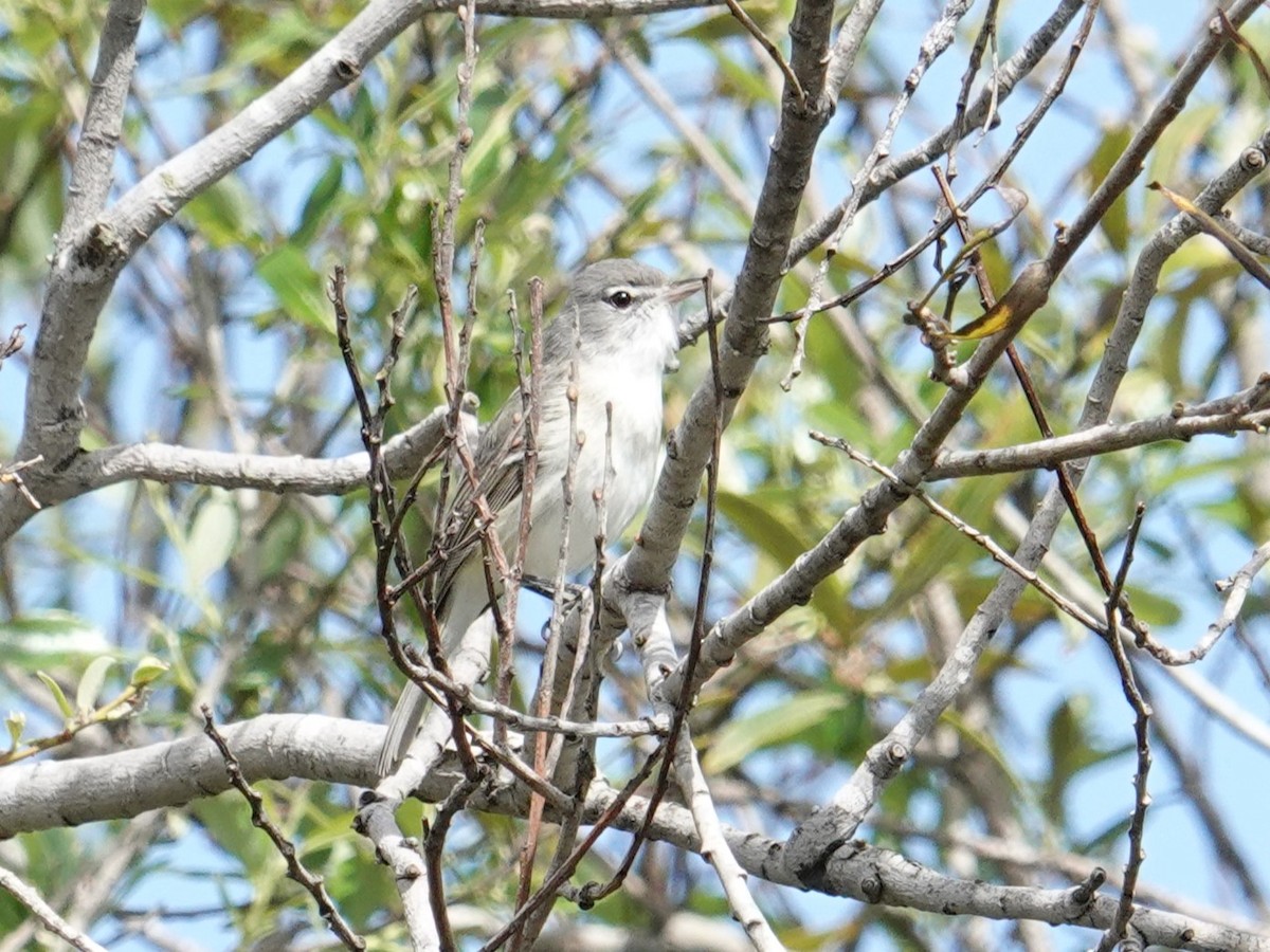 Bell's Vireo (Least) - ML616982664