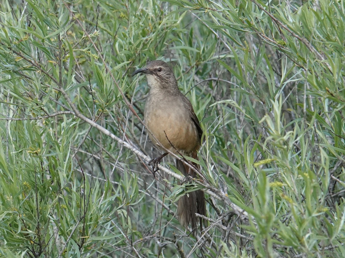 California Thrasher - ML616982680