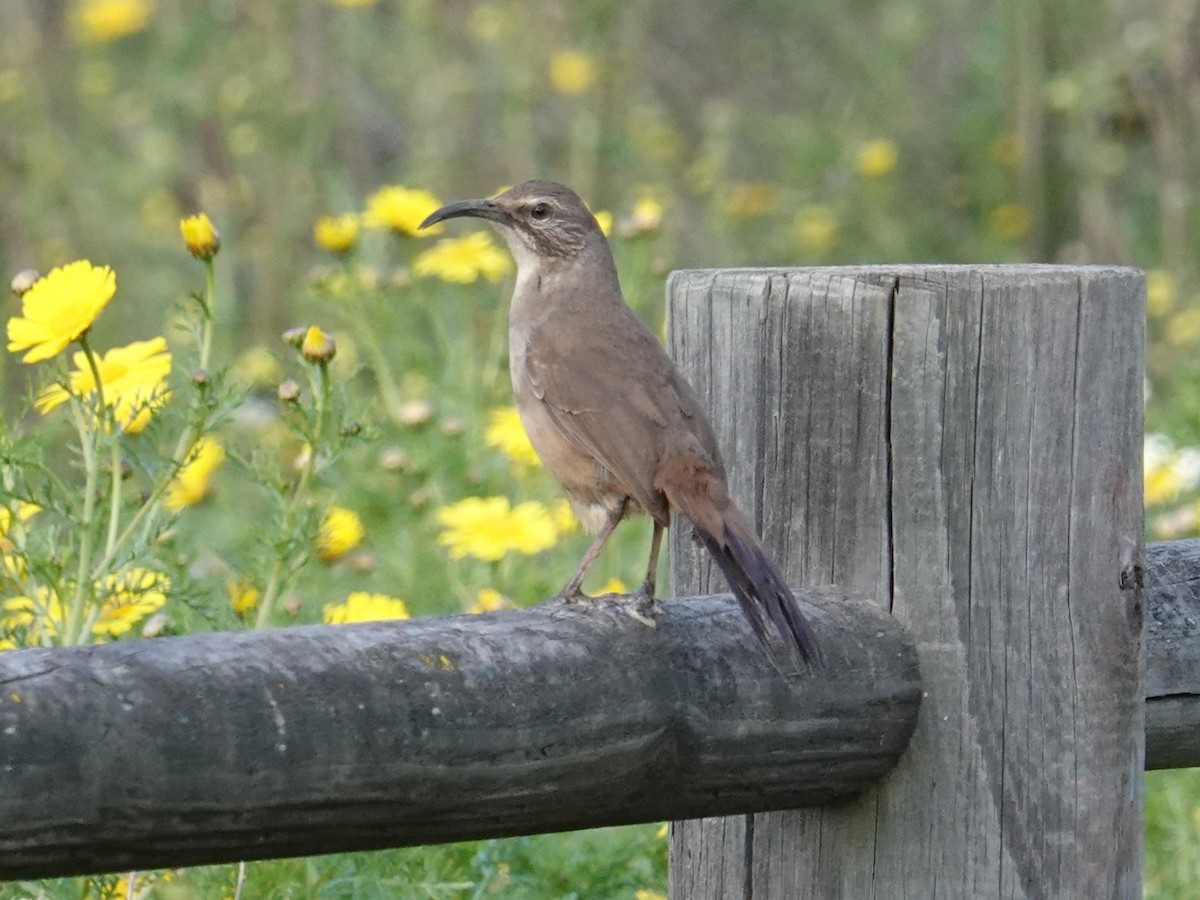 California Thrasher - ML616982694