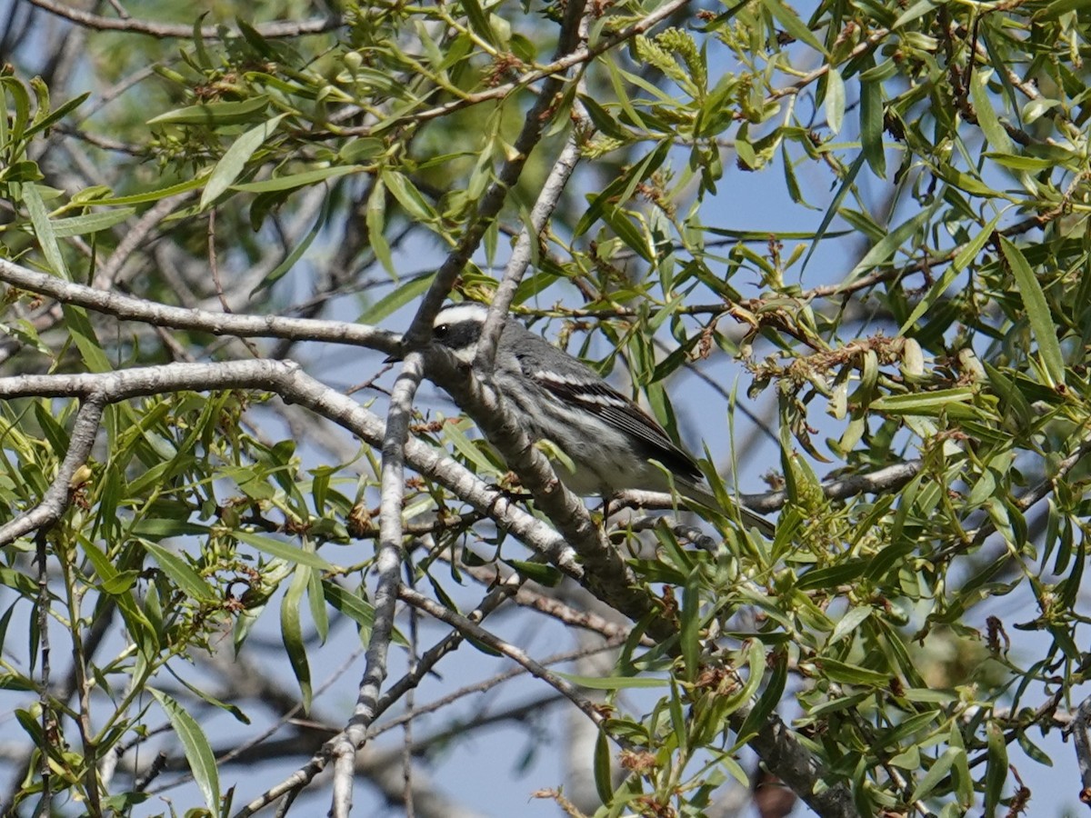 Black-throated Gray Warbler - ML616982720