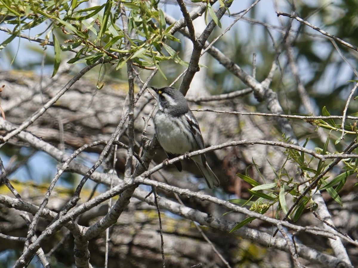Black-throated Gray Warbler - ML616982722