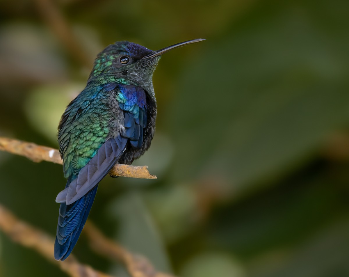 Crowned Woodnymph (Northern/Colombian Violet-crowned) - ML616982724