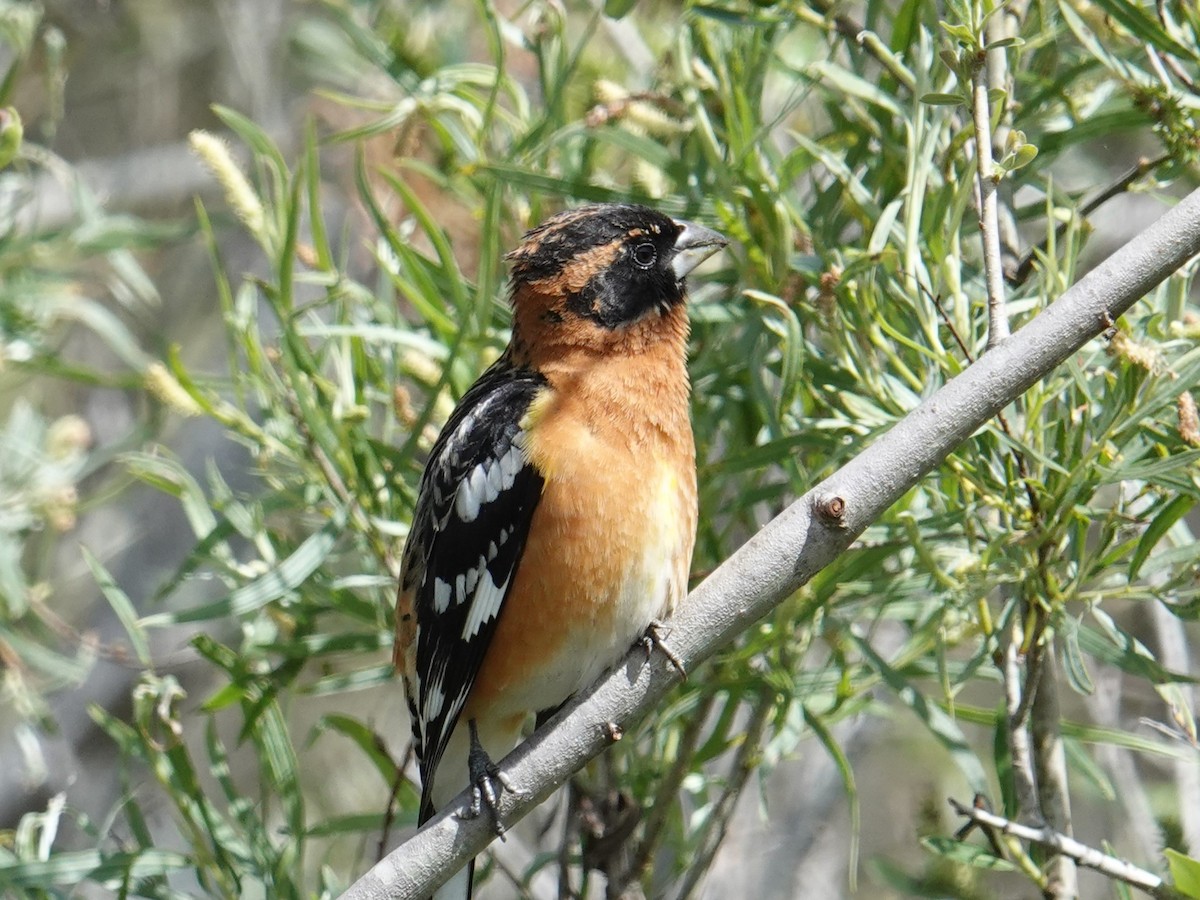 Black-headed Grosbeak - ML616982737