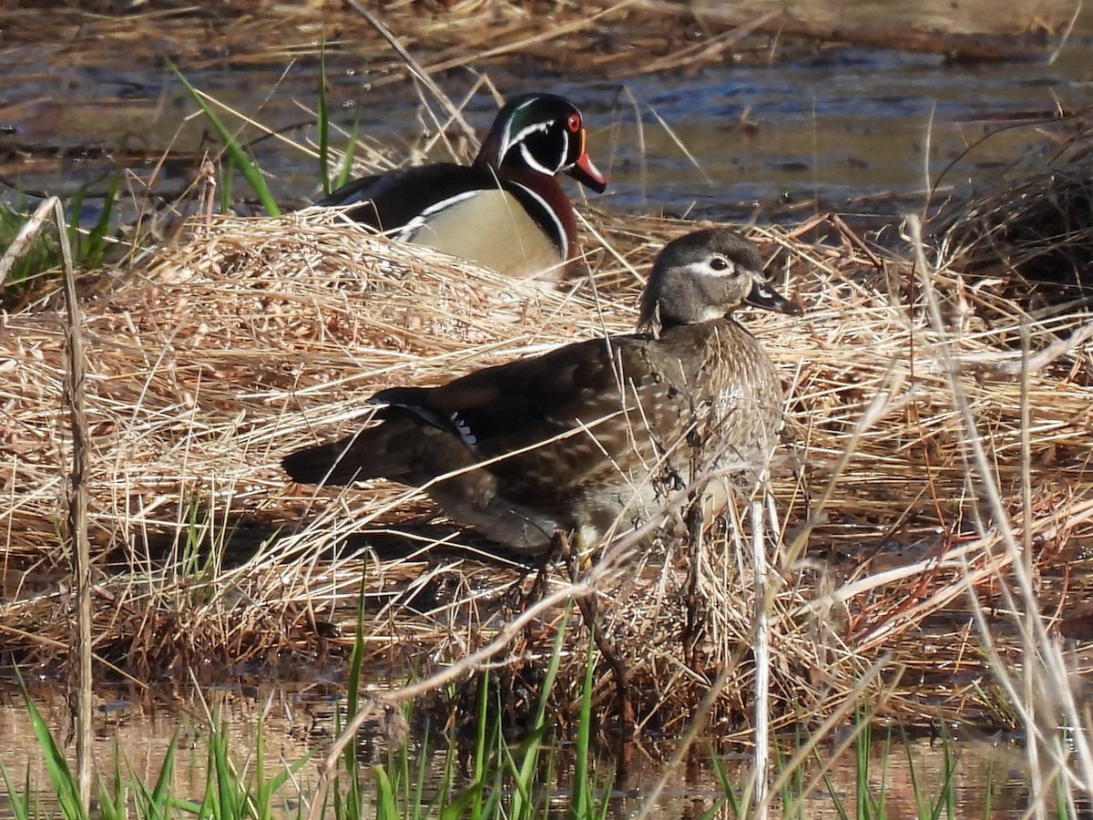 Wood Duck - ML616982738