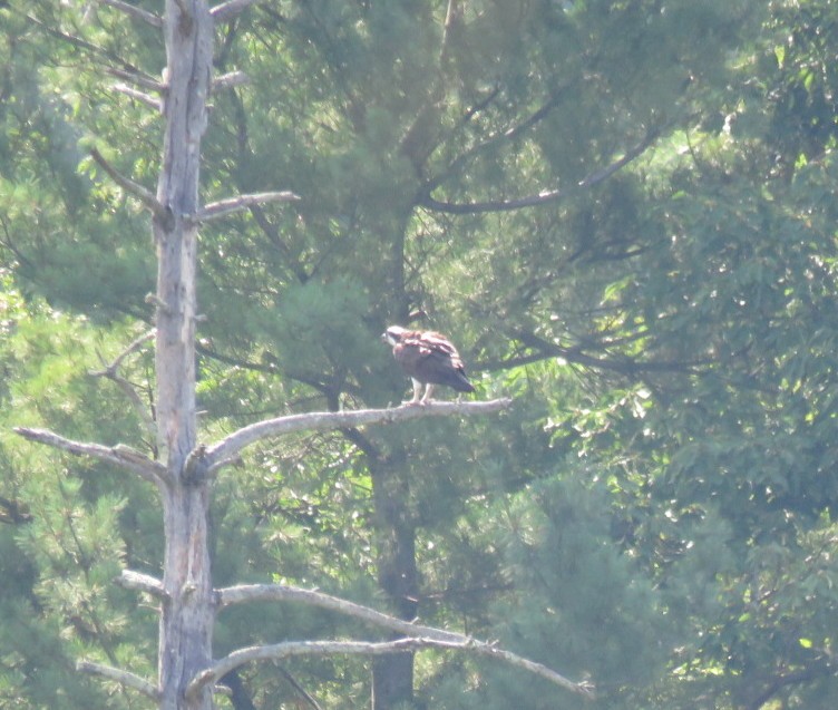 Águila Pescadora - ML616982739