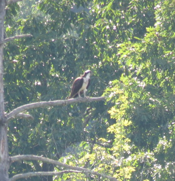 Águila Pescadora - ML616982740