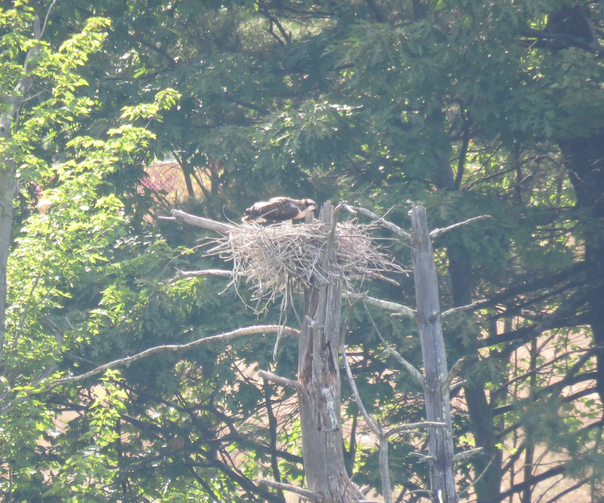 Osprey - ML616982741