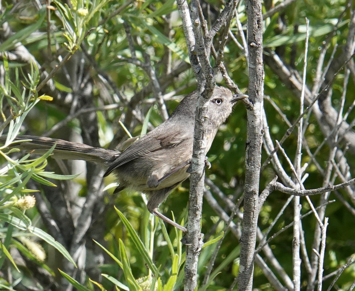 Wrentit - ML616982748