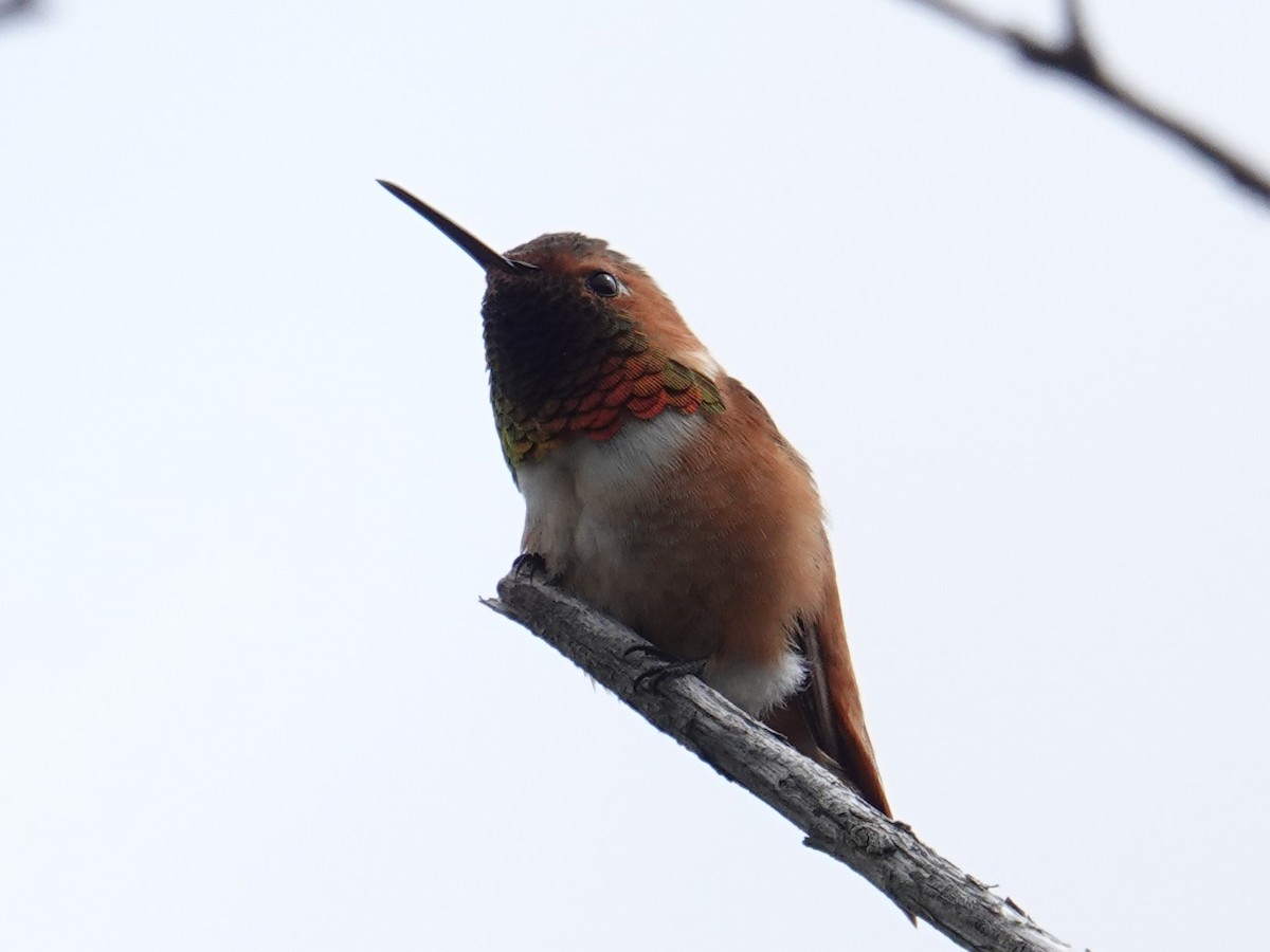 Rufous Hummingbird - ML616982749