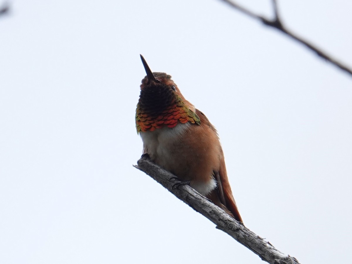 Rufous Hummingbird - ML616982752