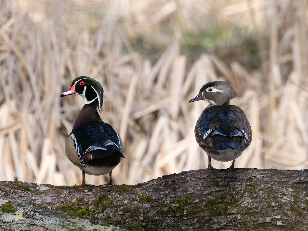 Wood Duck - ML616982774