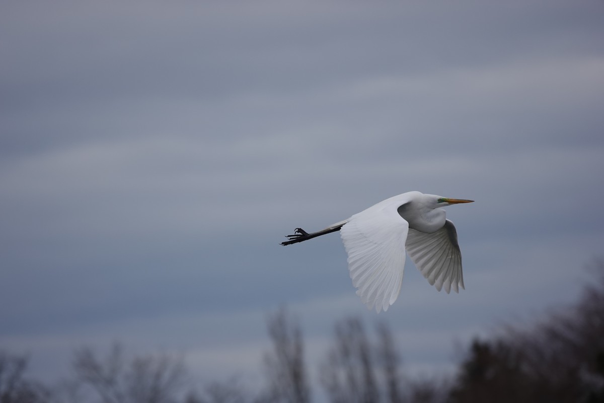 Great Egret - Jo Fasciolo