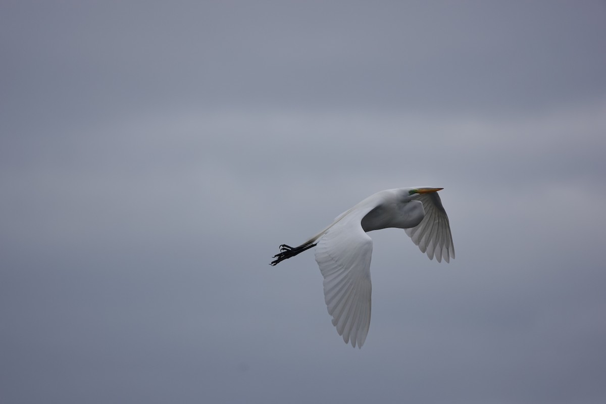 Great Egret - Jo Fasciolo