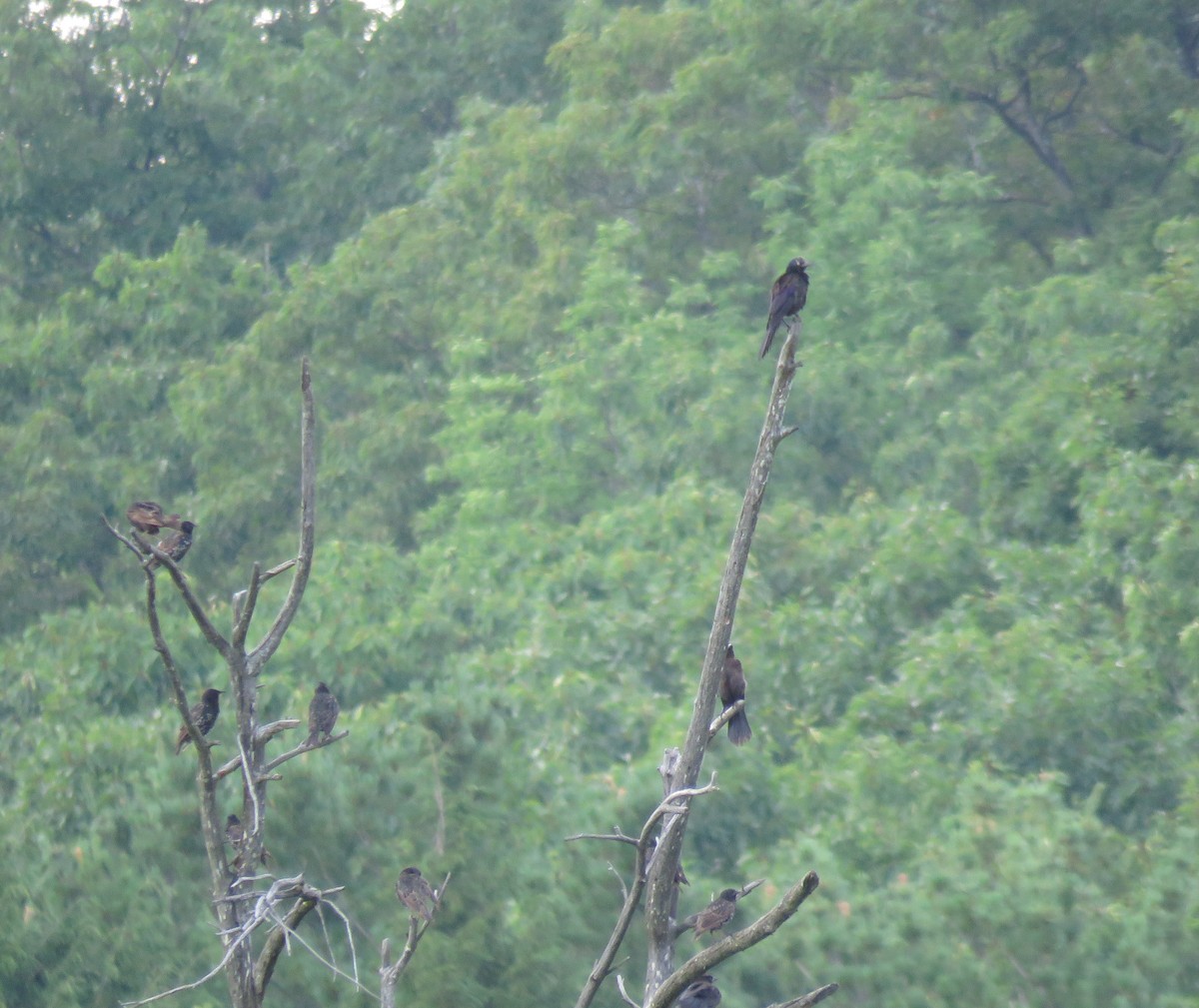 Common Grackle - ML616982791