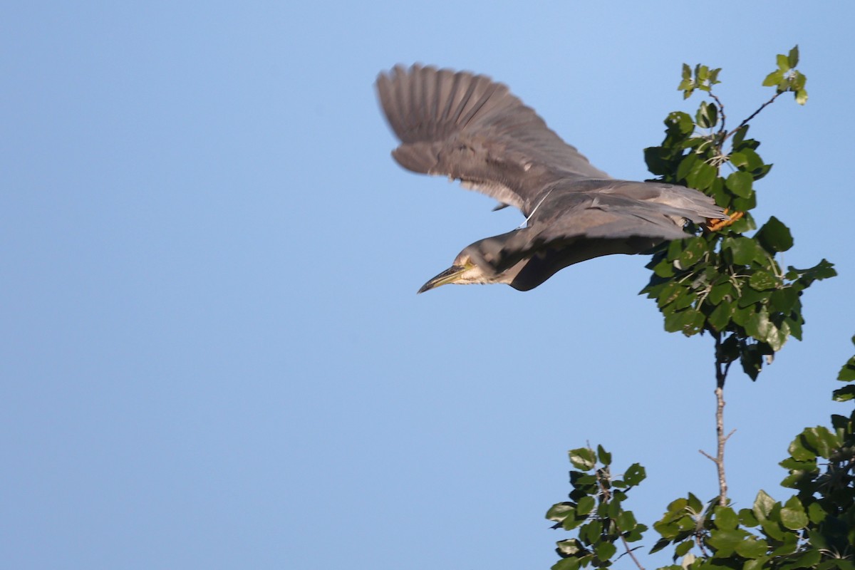 Black-crowned Night Heron - ML616982830