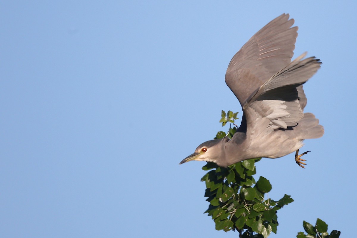 Black-crowned Night Heron - ML616982831