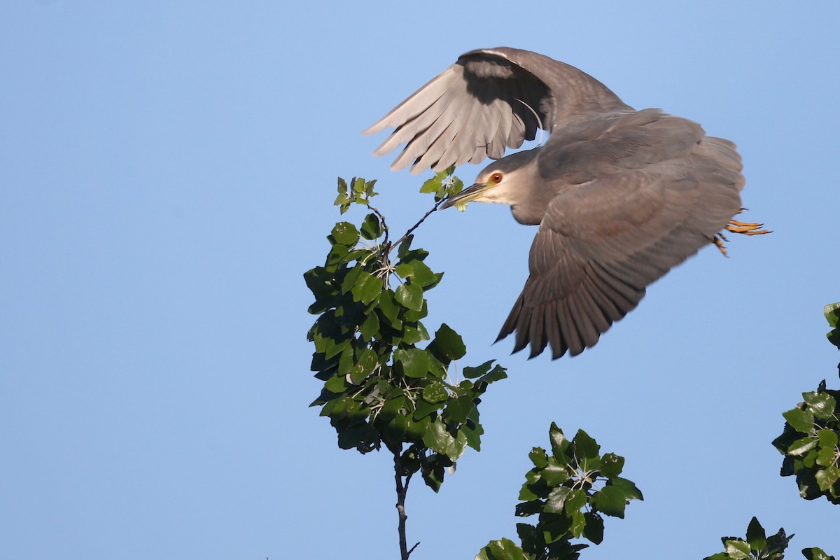 Black-crowned Night Heron - ML616982834