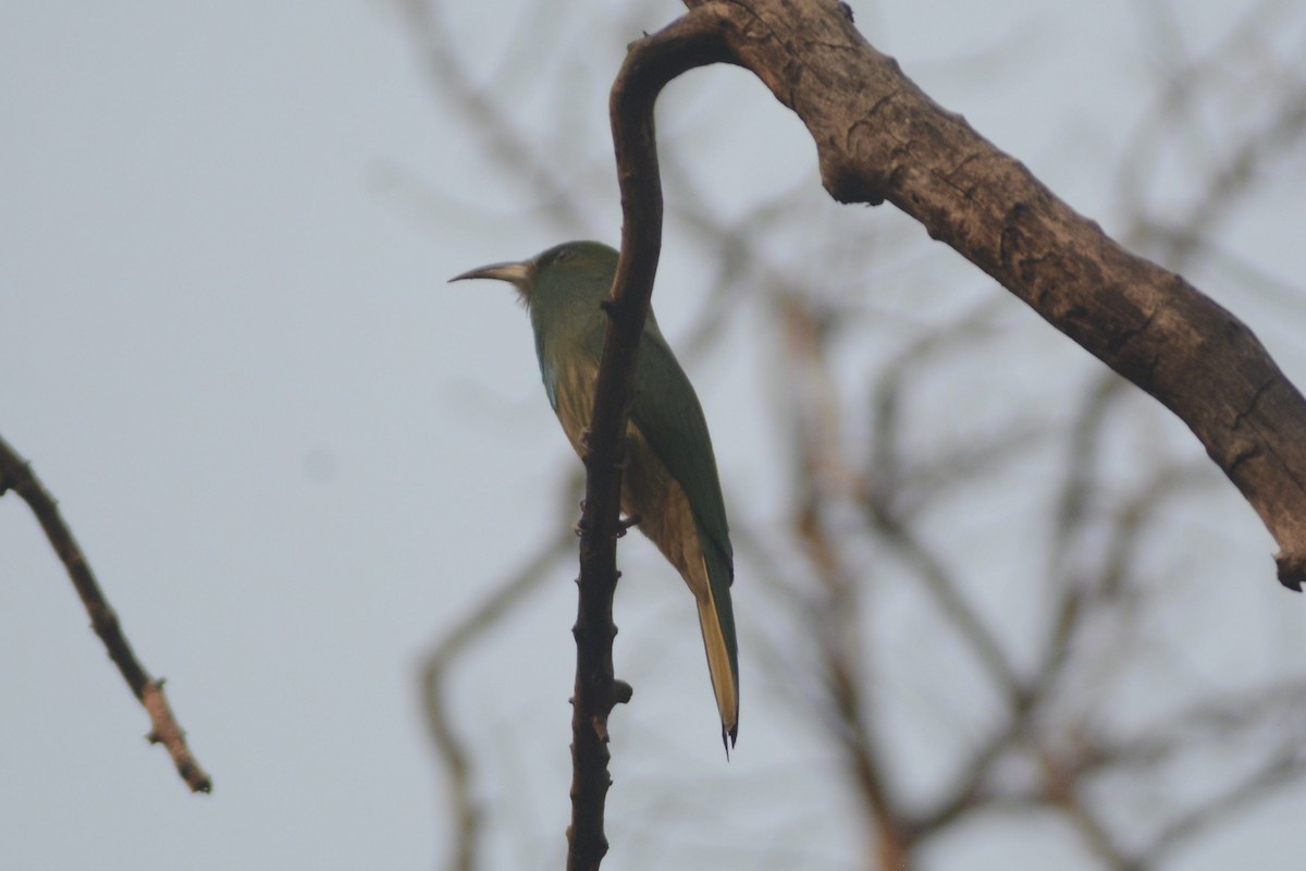 Blue-bearded Bee-eater - ML616982864