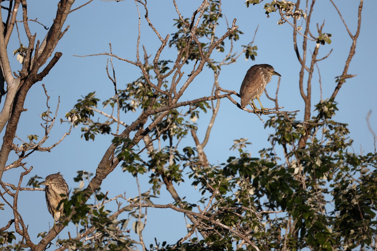 Black-crowned Night Heron - ML616982867