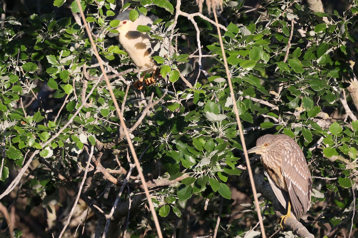 Black-crowned Night Heron - Christophe PASQUIER