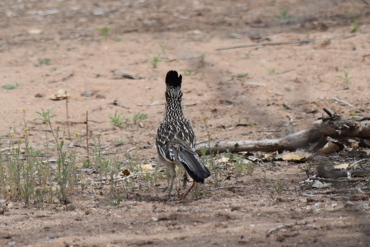 Greater Roadrunner - ML616982871