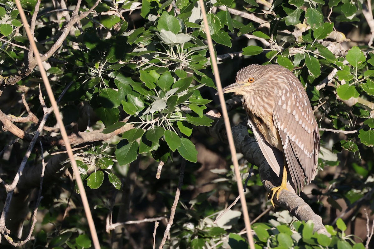 Black-crowned Night Heron - ML616982872