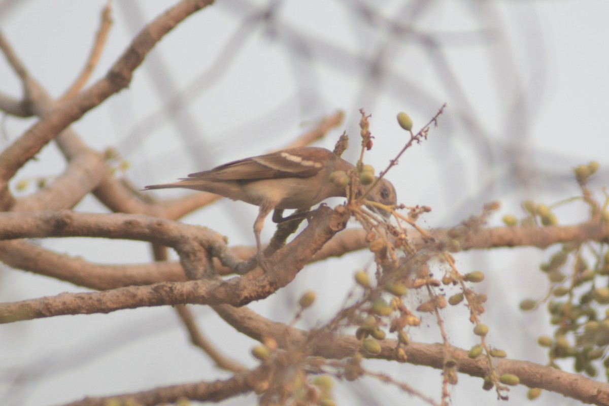 Yellow-throated Sparrow - Prabin kumar Mangaraj
