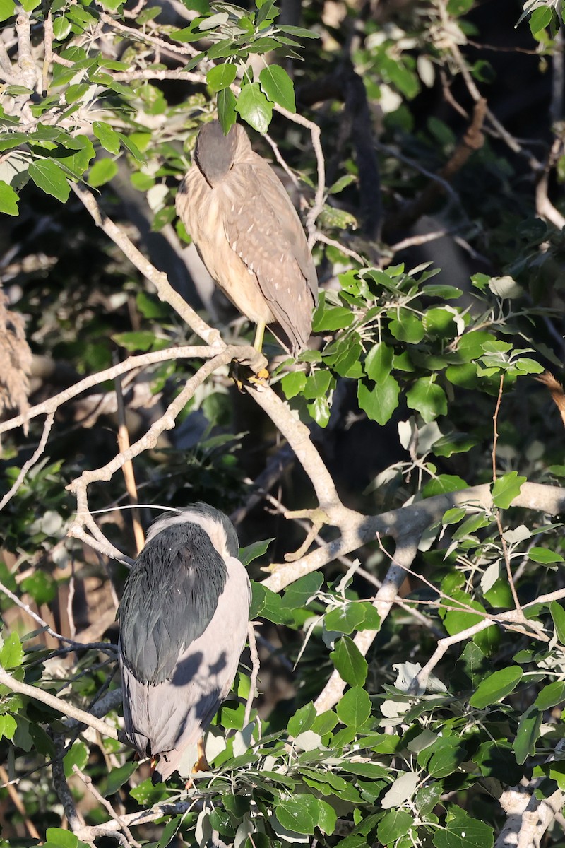 Black-crowned Night Heron - ML616982874