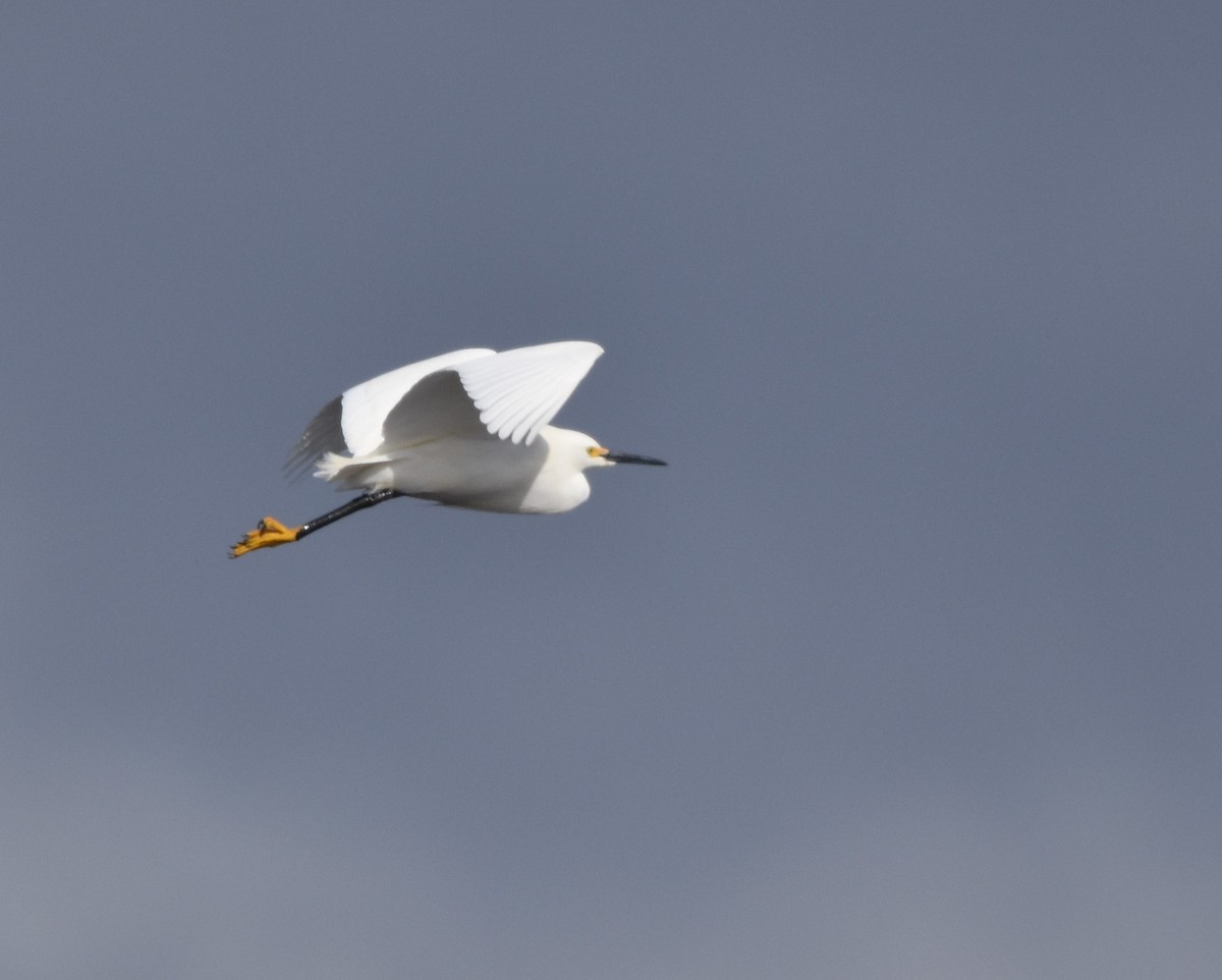 Snowy Egret - ML616982876