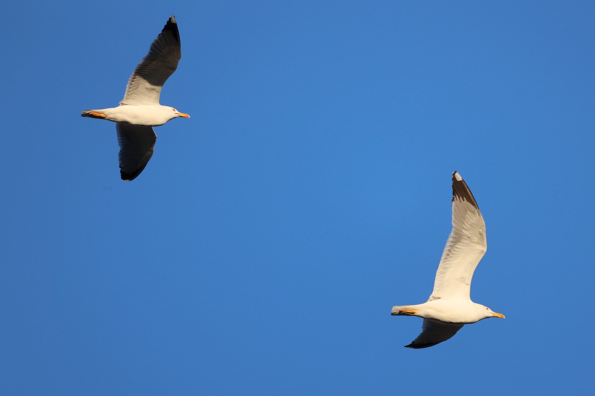 Yellow-legged Gull - Christophe PASQUIER