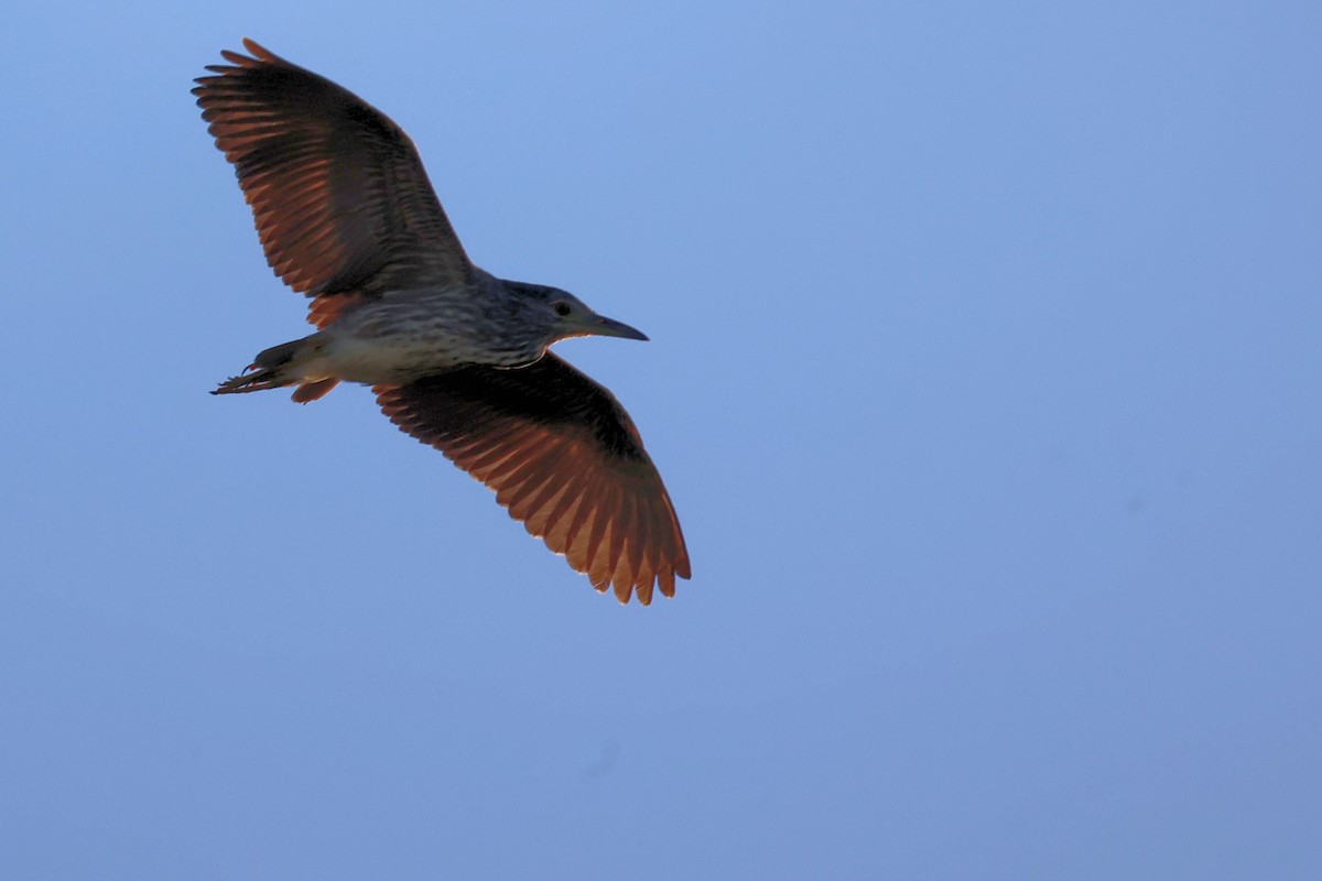 Black-crowned Night Heron - Anonymous