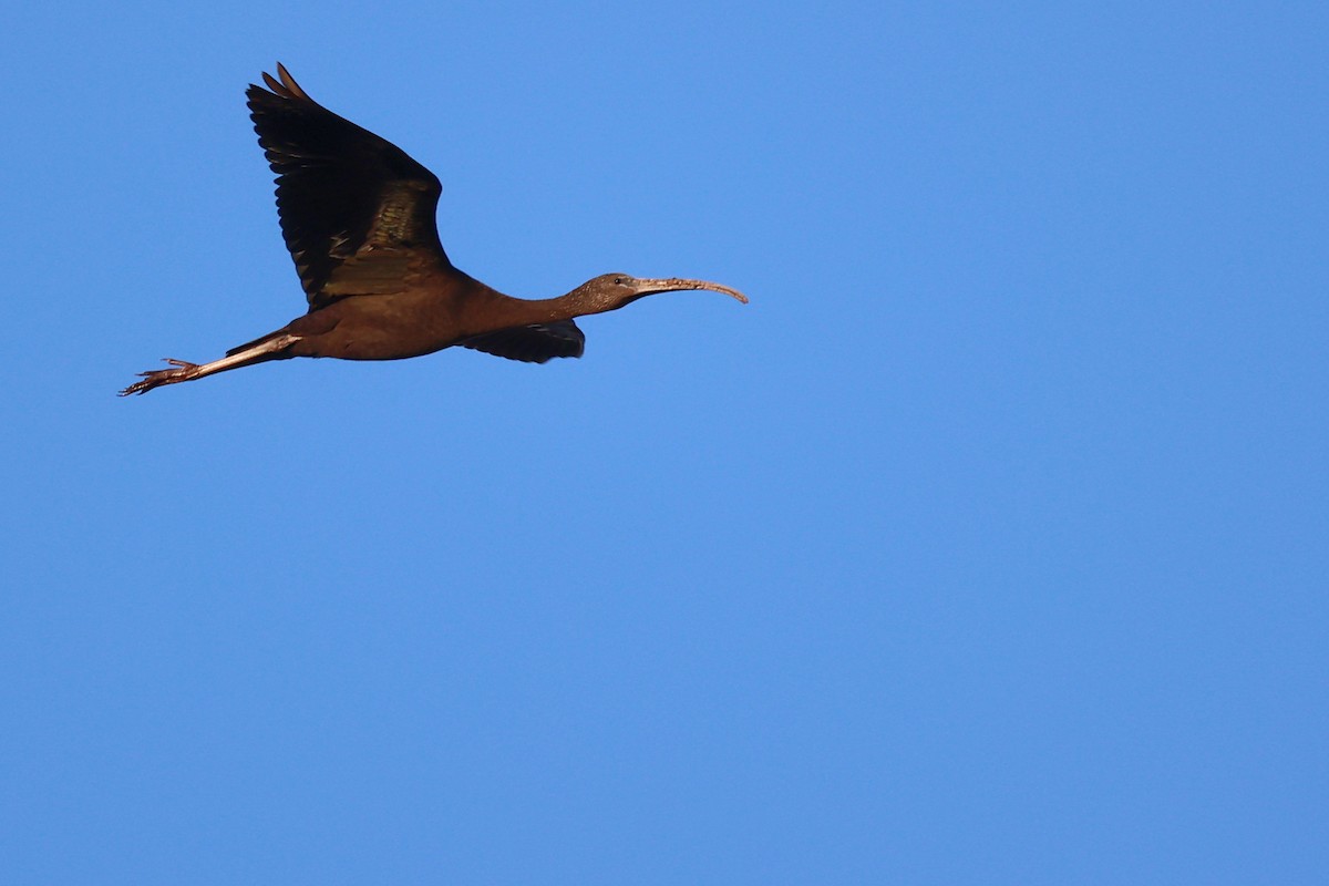 Glossy Ibis - Christophe PASQUIER