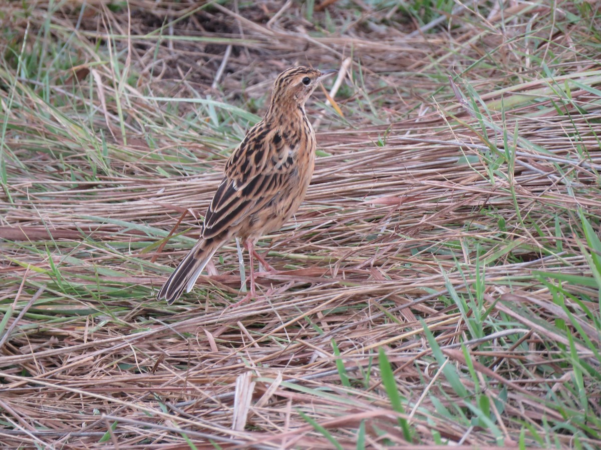 Rosy-throated Longclaw - ML616982959