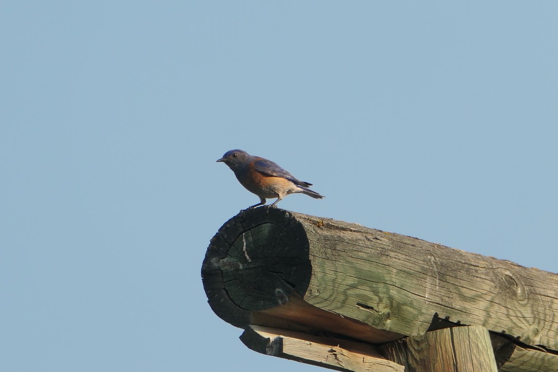 Western Bluebird - Benjamin Weihe