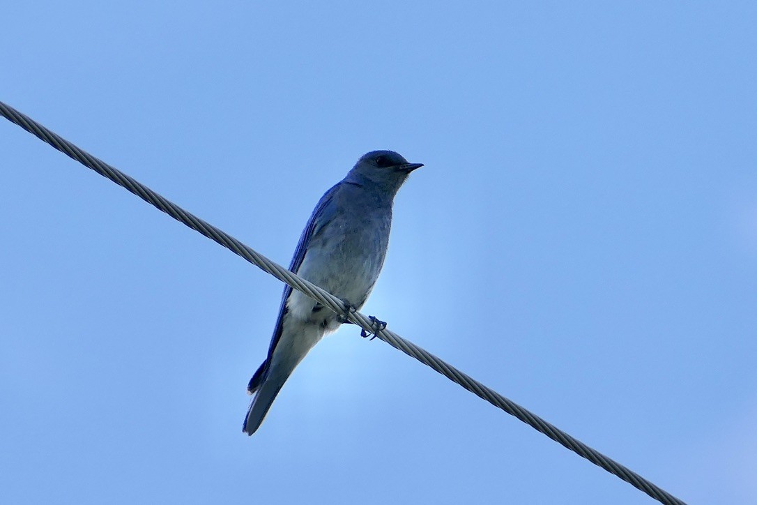 Mountain Bluebird - Benjamin Weihe