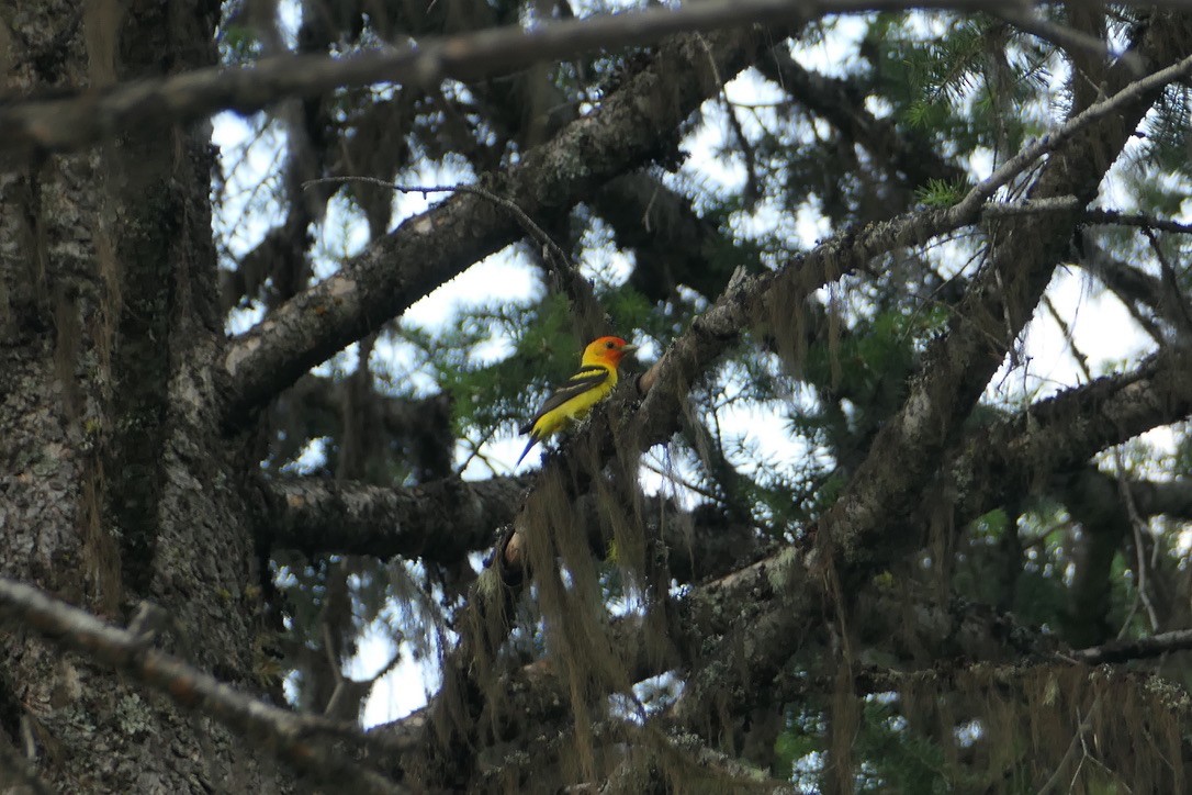 Western Tanager - Benjamin Weihe