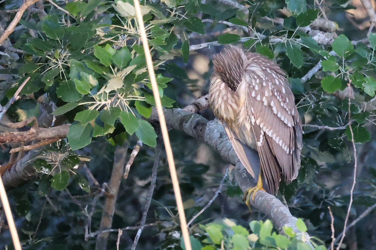 Black-crowned Night Heron - Christophe PASQUIER