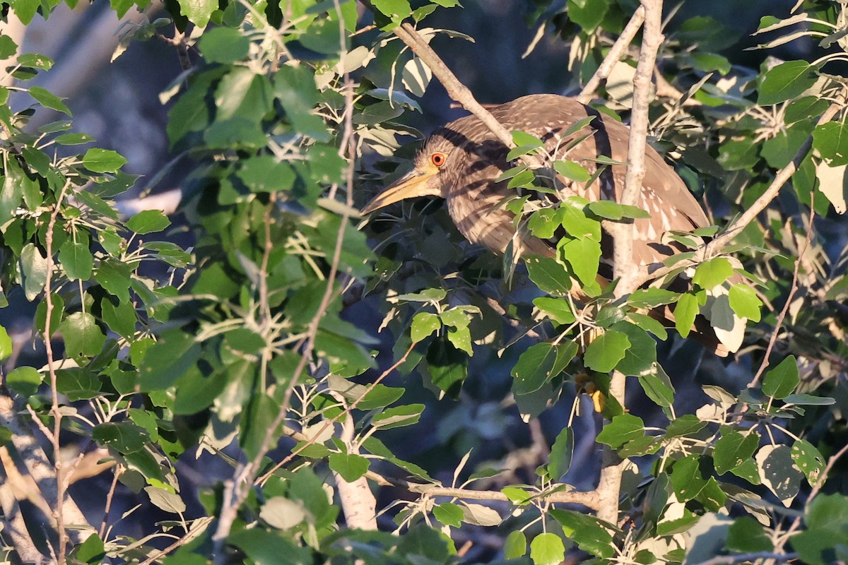 Black-crowned Night Heron - Christophe PASQUIER