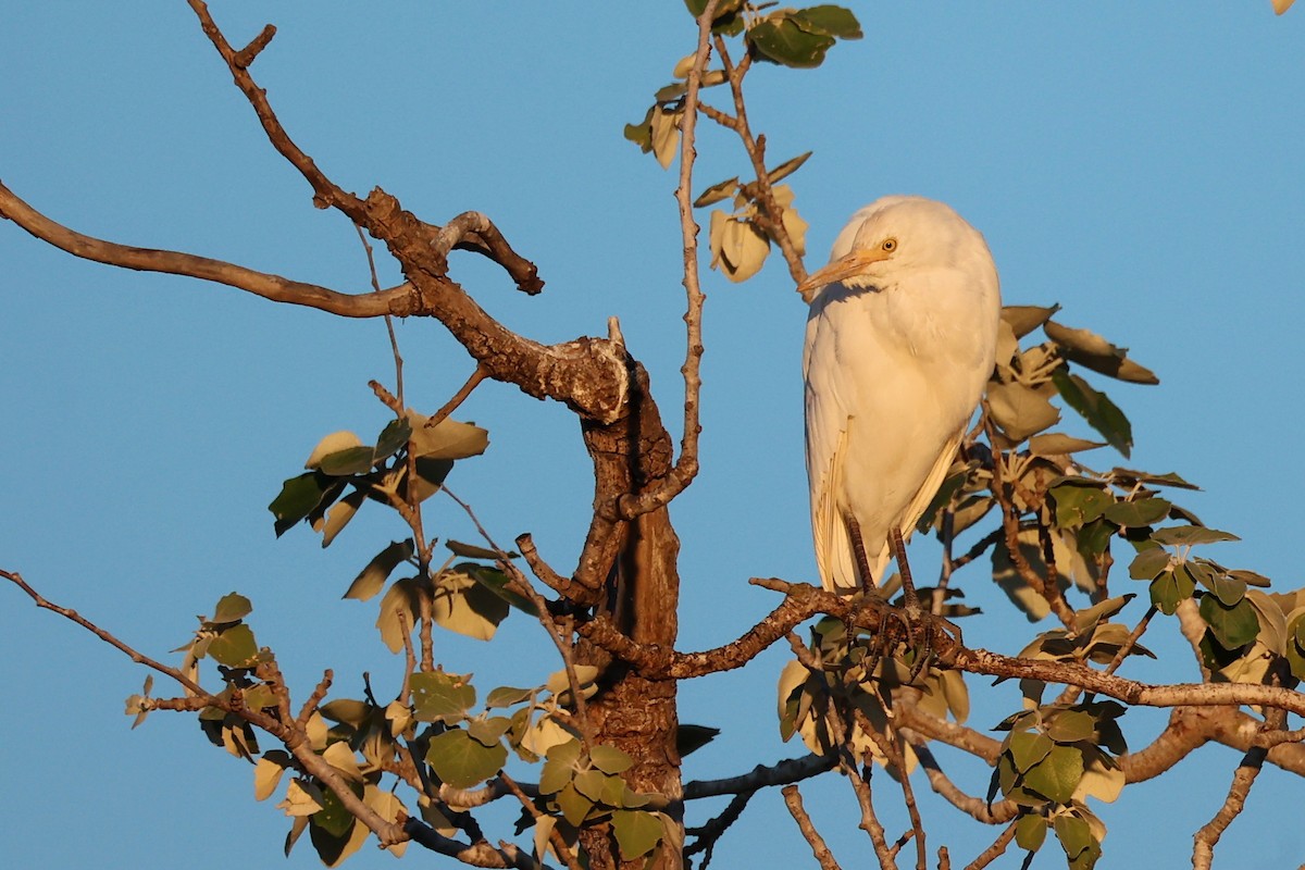 Western Cattle Egret - ML616983028