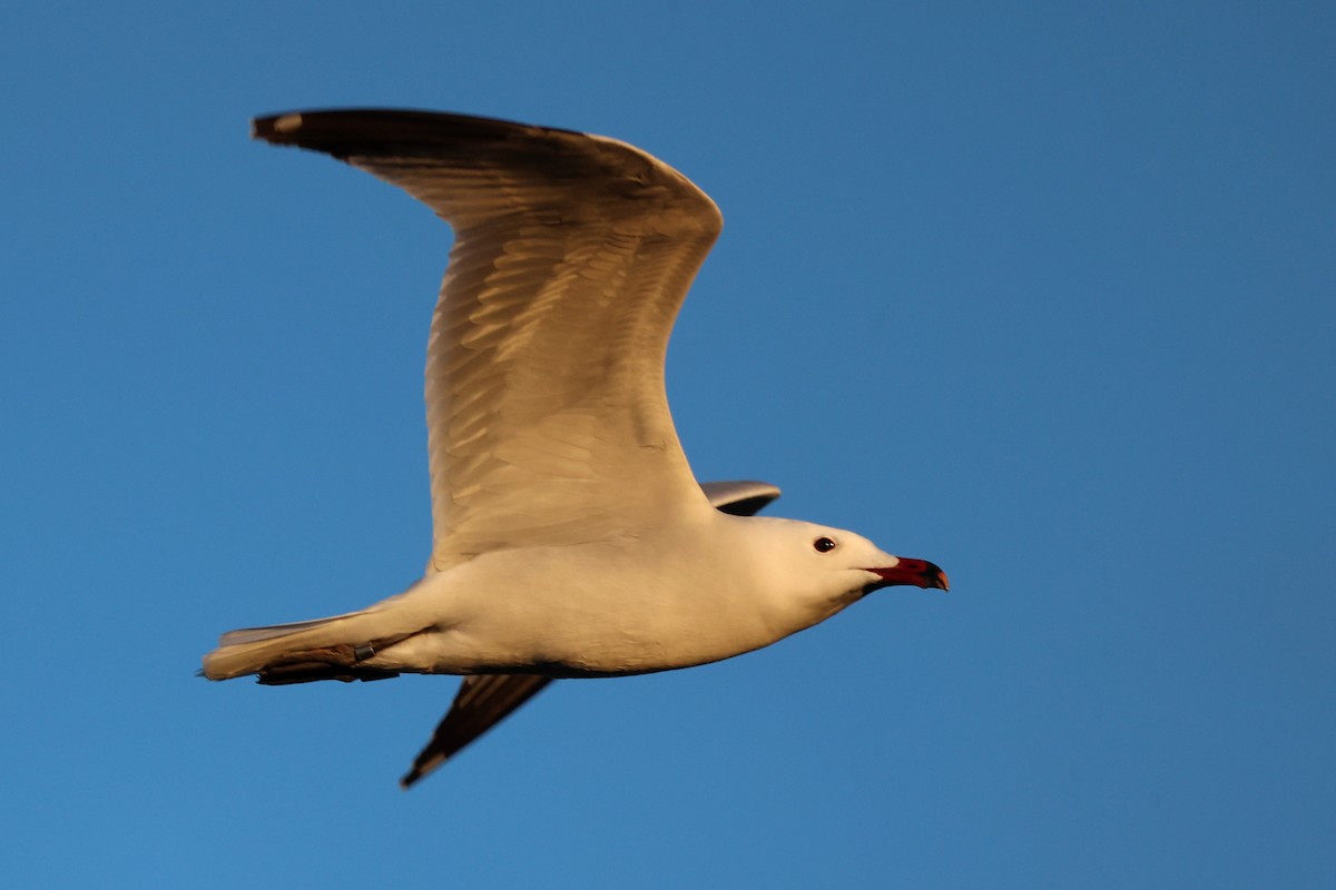 Audouin's Gull - Christophe PASQUIER