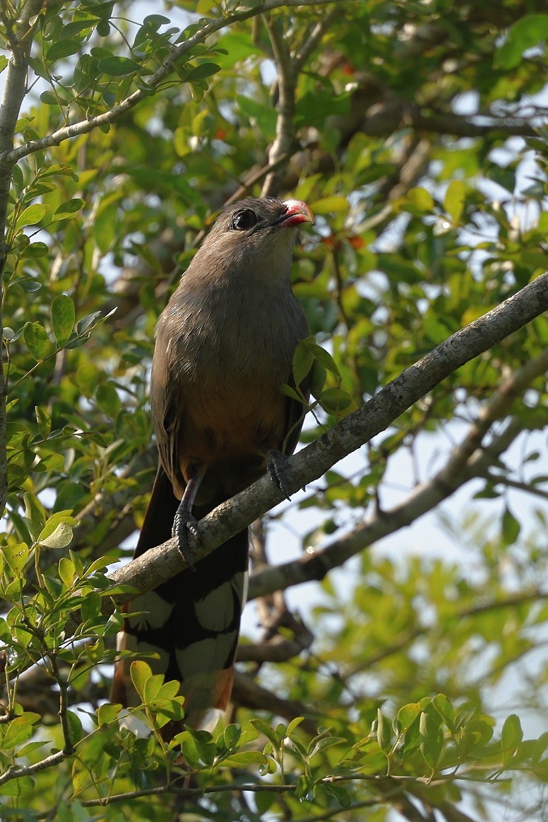 Sirkeer Malkoha - Stanislav Harvančík