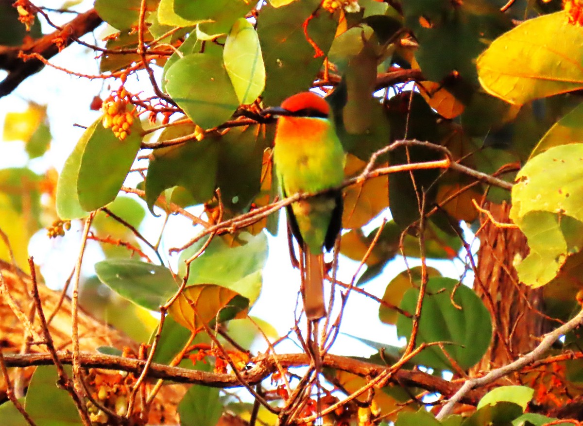 Böhm's Bee-eater - David Orth-Moore