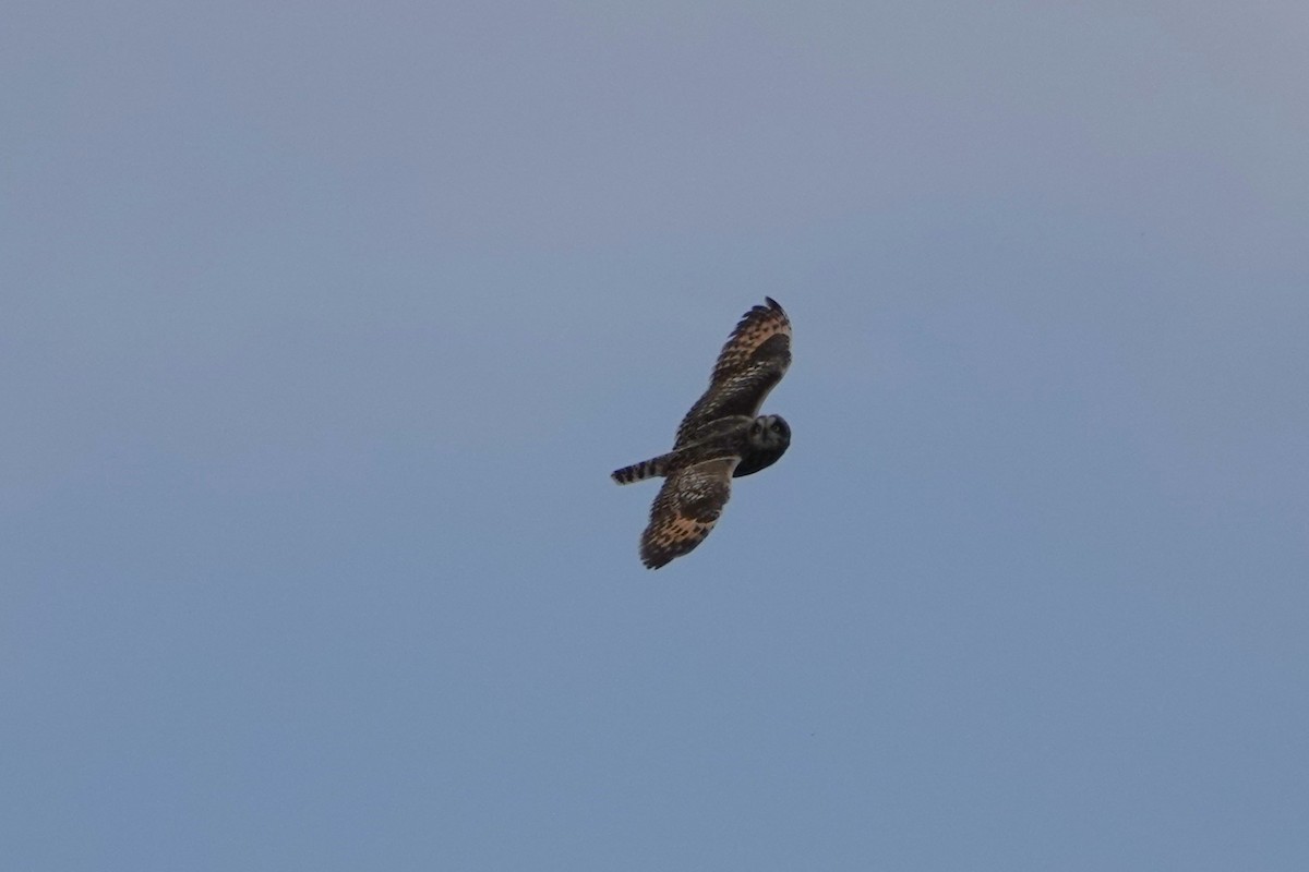 Short-eared Owl - ML616983044