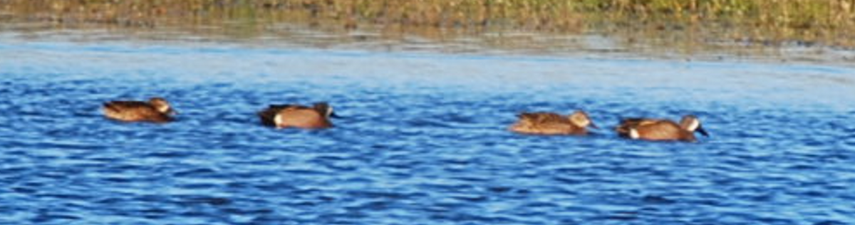 Blue-winged Teal - ML616983065